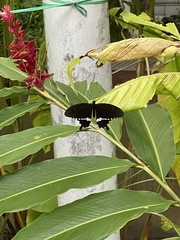 Papilio polytes