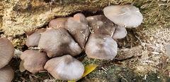 Pluteus ephebeus