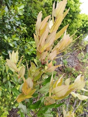Eucryphia cordifolia