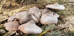 Pluteus ephebeus