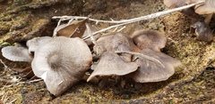 Pluteus ephebeus