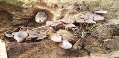 Pluteus ephebeus