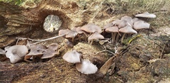 Pluteus ephebeus