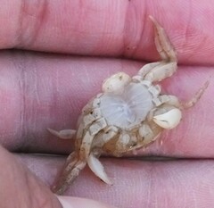 Hemigrapsus sanguineus