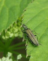 Oedemera virescens