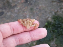 Hemigrapsus sanguineus