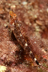 Tripterygion delaisi