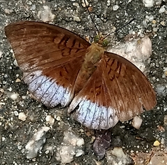 Tanaecia clathrata
