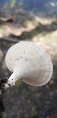 Microporellus obovatus