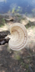 Microporellus obovatus