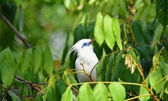 Leucopsar rothschildi