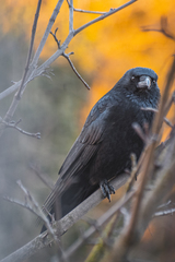 Corvus corone
