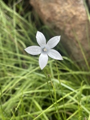 Wahlenbergia grandiflora
