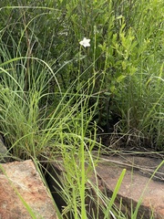 Wahlenbergia grandiflora