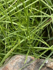 Wahlenbergia grandiflora