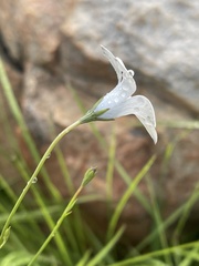 Wahlenbergia grandiflora