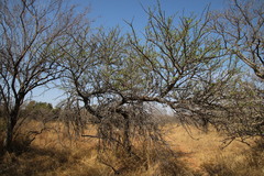 Vachellia robusta robusta