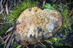 Coccomyces dentatus
