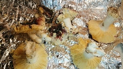 Russula cessans
