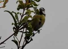 Cyanistes teneriffae