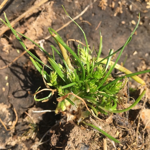 awl-leaf lilaea (Lilaea scilloides)