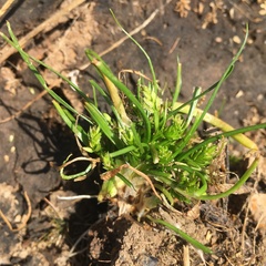 Triglochin scilloides