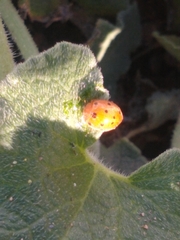 Henosepilachna argus