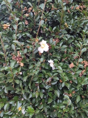 Camellia sasanqua