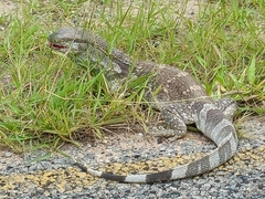Varanus albigularis albigularis