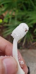 Leucocoprinus cretaceus image