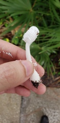 Leucocoprinus cretaceus image