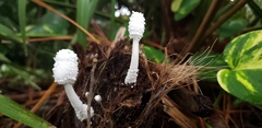 Leucocoprinus cretaceus image