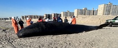Physeter macrocephalus