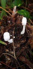 Leucocoprinus cretaceus image