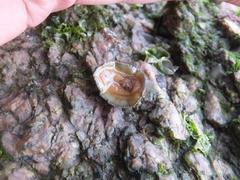 Acanthochitona rubrolineata