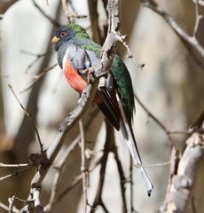 Trogon elegans