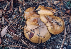 Omphalotus subilludens
