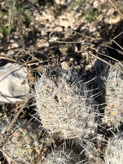 Escobaria tuberculosa