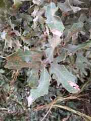 Quercus mohriana