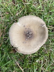 Amanita rhacopus