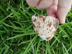 Burhinus