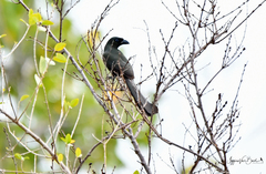 Crypsirina temia
