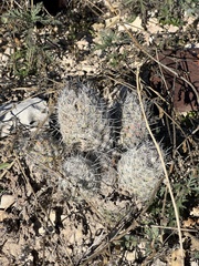 Escobaria tuberculosa