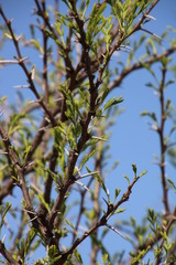 Vachellia robusta robusta