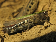 Omocestus