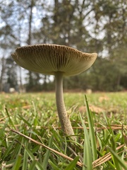 Amanita rhacopus