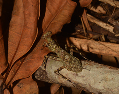 Liturgusa cayennensis