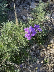 Glandularia wrightii