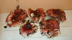Russula cessans