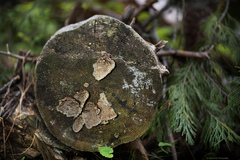 Stereum sanguinolentum